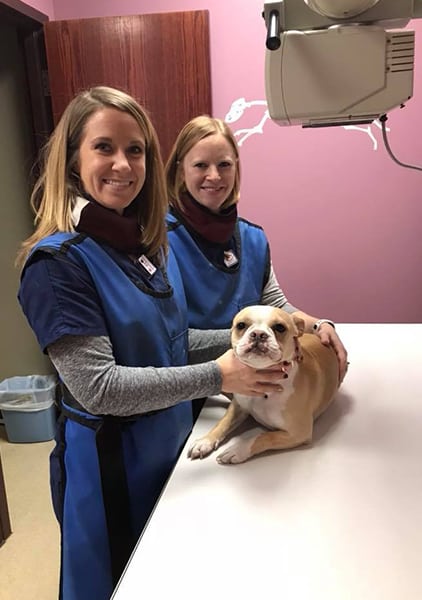 2 veterinarians preforming a pet exam on dog