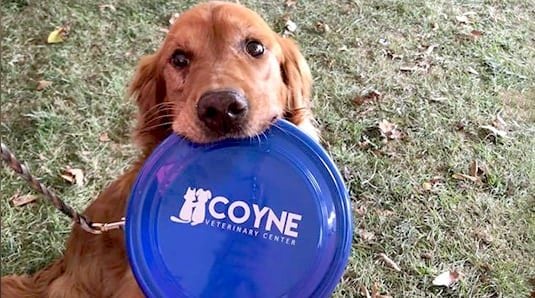 dog holding a frisbee