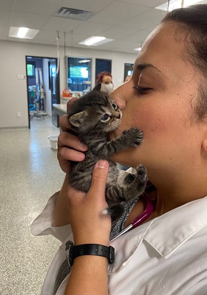 veterinarian kissing kitten
