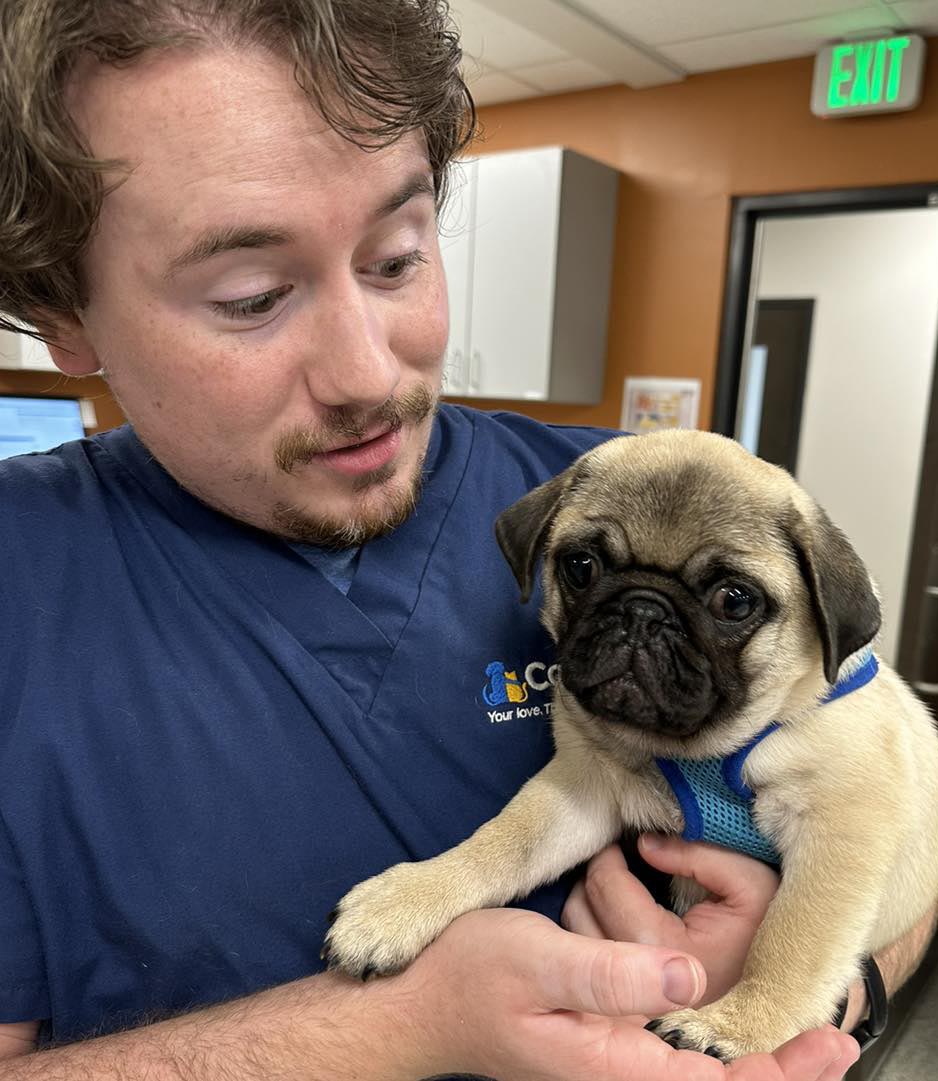 holding young pug