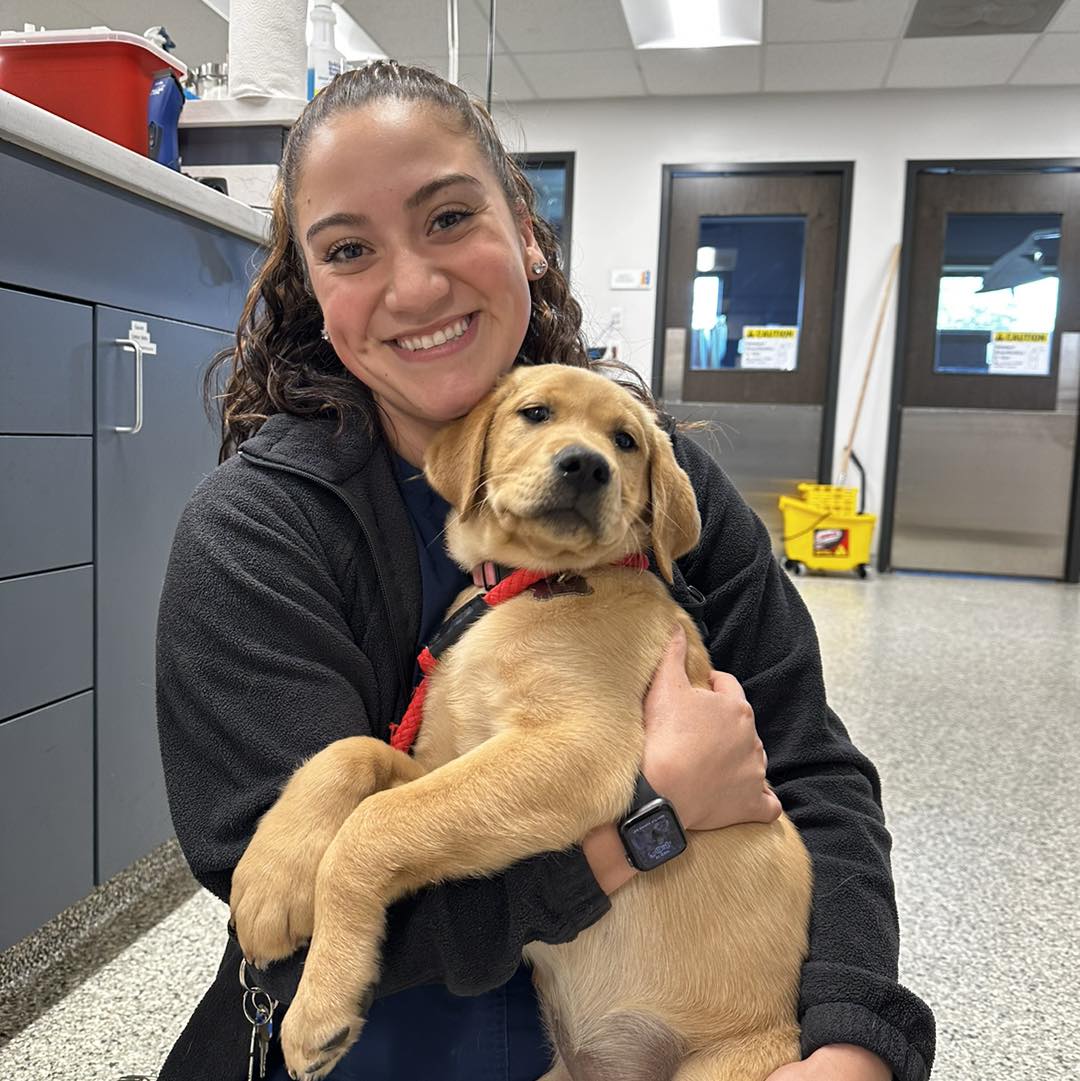 tech holding young golden lab