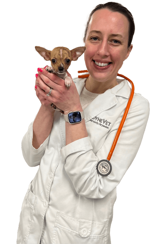 doctor hold chihuahua