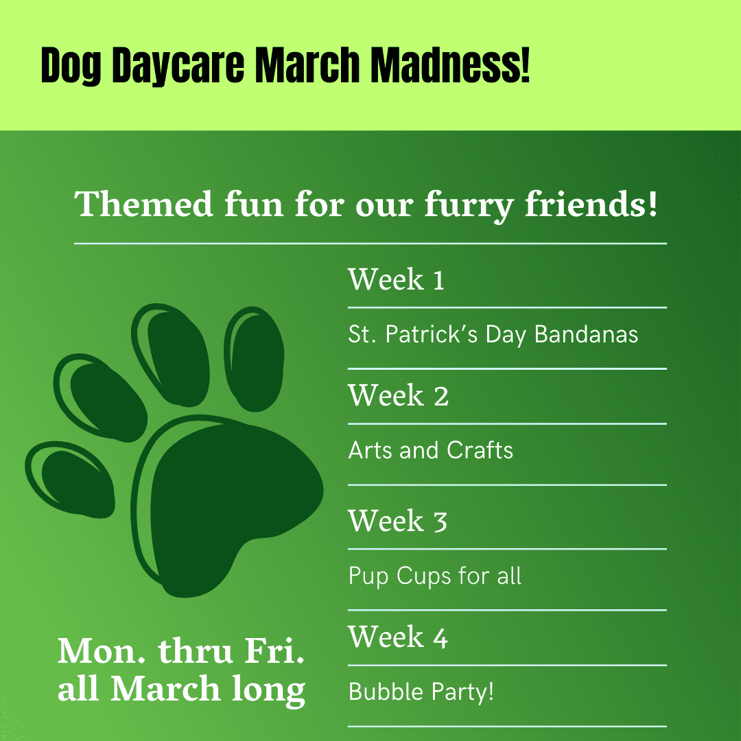 Dog Daycare March Madness