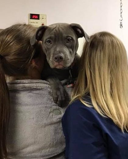 Pet Boarding - Coyne Veterinary Center Portage Two vets hold a dark gray puppy.