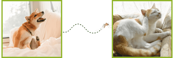 Prevention Offer - Coyne Veterinary Center Portage